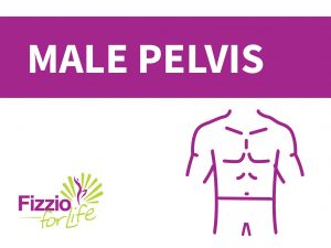 Fizzio-Your-body-male-pelvis